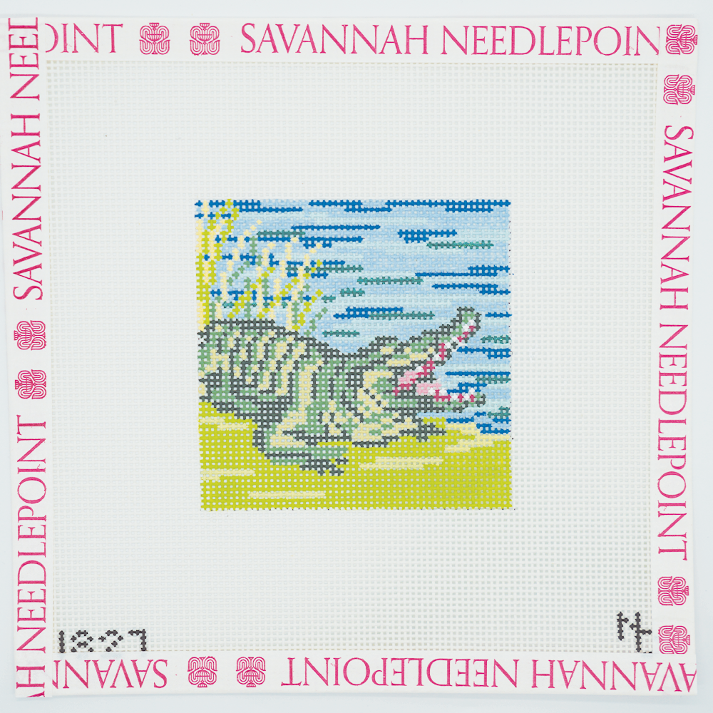 Alligator