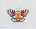 Large Butterfly