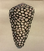 Speckled Shell
