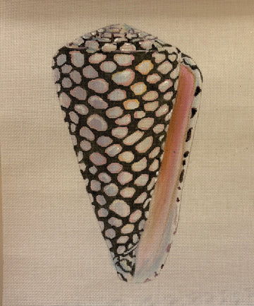 Speckled Shell