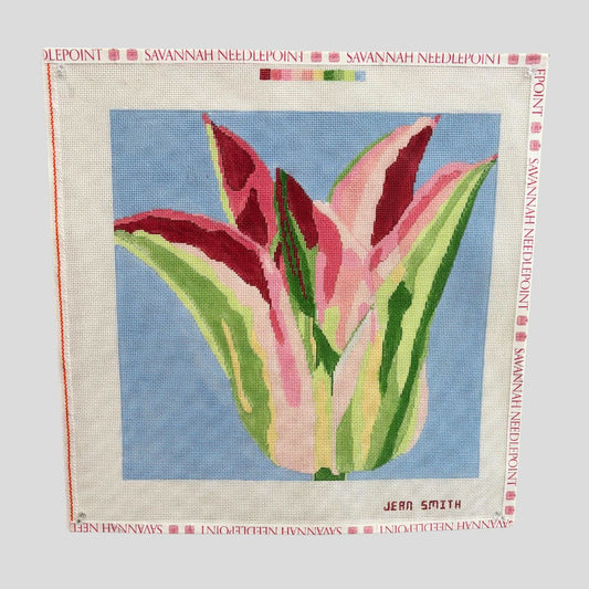 Pink and Green Tulip